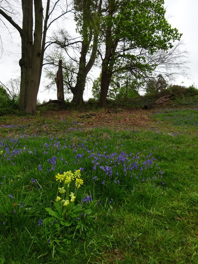 Bluebells and cowslips (2)